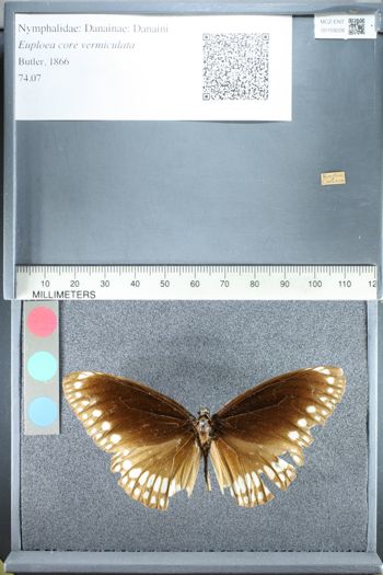Media type: image;   Entomology 159228
